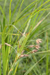 River bulrush